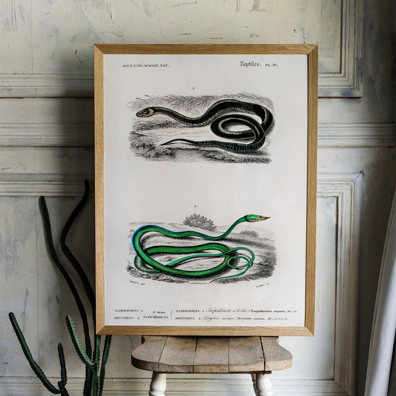 Grass Snake Print Antique Animal Painting Vintage Drawing - Etsy