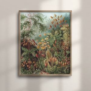 Ernst Haeckel Mosses Print: Vintage Botanical Illustration