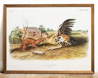 Antique Weasel Print: Vintage Animal Drawing, Audubon Illustration
