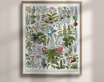 Antique Medicinal Plants Art Print: Vintage Herbalist Gift