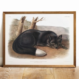 Fox Print, Antique Animal Painting, Vintage Drawing Poster Wall Art Decor, Black Fox,  animal prints art, wild animals america | COO95