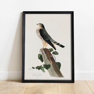 Merlin Print, Antique Bird Painting, Vintage Drawing Poster Wall Art Decor, Merlin Falcon, bird antique poster, bird specimen | COO409