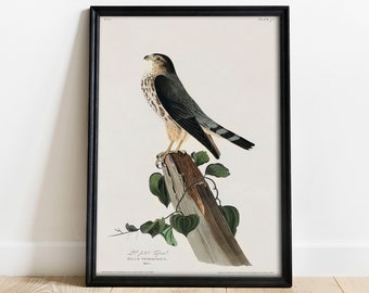 May include: A vintage illustration of a bird of prey, a  "Sharp-shinned Hawk" (Falco Velox), perched on a branch with green leaves. The bird is brown, black, and white with a long tail. The illustration is from "Birds of America" by John James Audubon.