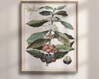 Vintage Coffee Plant Botanical Print: Kitchen Wall Art