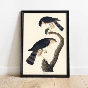 Hawk Print, Antique Bird Painting, Vintage Drawing Poster Wall Art Decor, Sharp-shinned, large bird poster, vintage bird | COO358