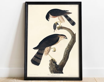 May include: A vintage illustration of a Sharp-shinned Hawk perched on a branch. The hawk is depicted in its natural colors, with a brown body, white breast, and black wings. The illustration is framed in black and has the text "Plate CCLXXXVII" and "Sharp-shinned Hawk" printed below the image.