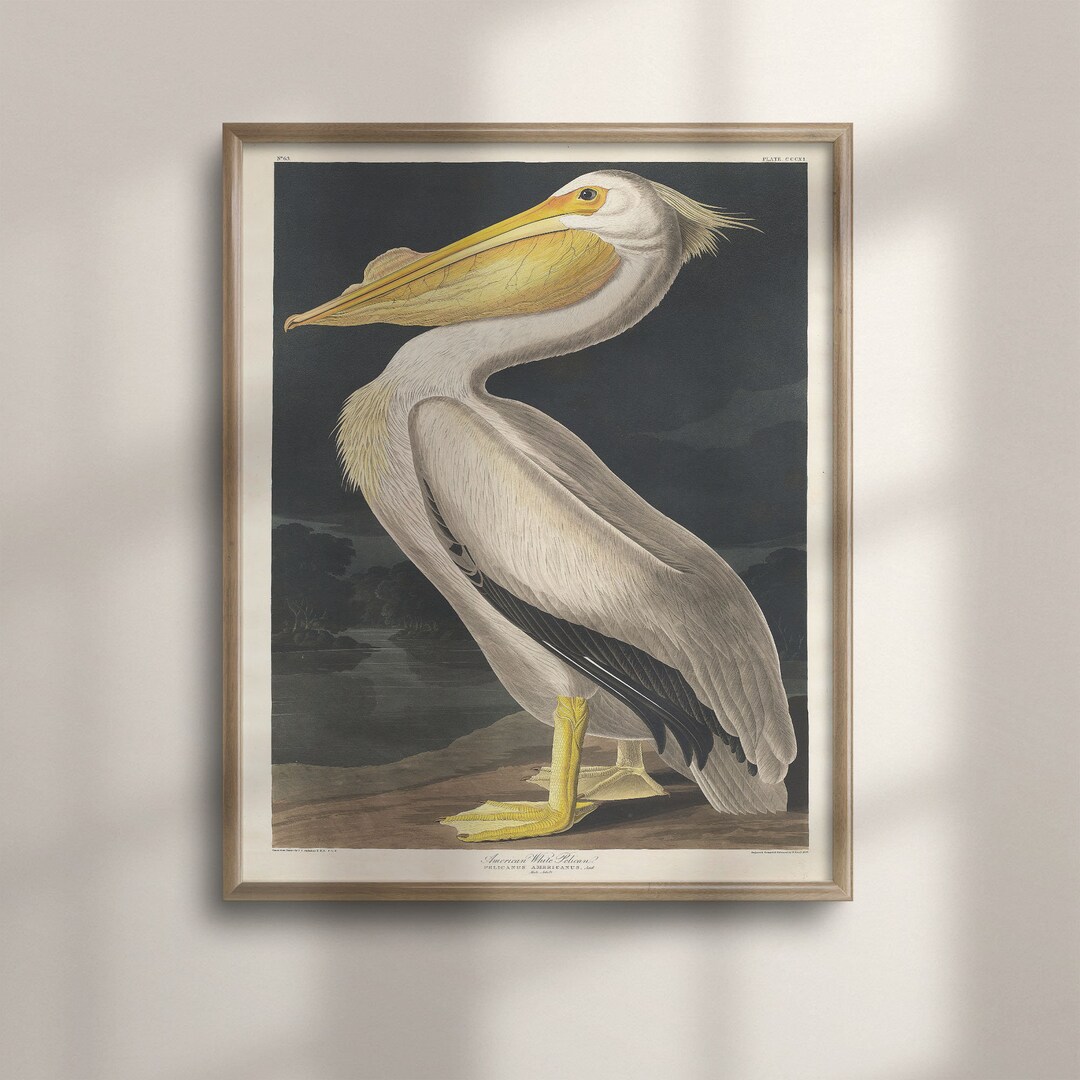 Vintage Audubon American Pelican Print: Coastal Nautical Wall Art - Etsy