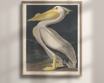 Vintage Audubon American Pelican Print: Coastal Nautical Wall Art
