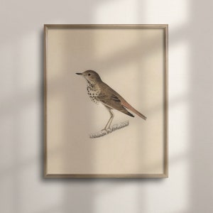 Arte de aves vintage, decoración de la casa de campo, pintura de tonos neutros, bellas artes, pájaro de Audubon, impresión de pájaro del tordo, cartel, C16-1409