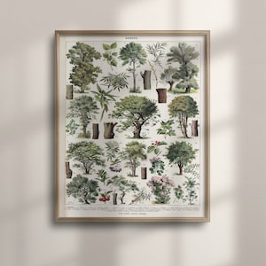 Vintage Botanischer Baum Poster, Larousse Buch Seite Kunst, Wald Wand Dekor, Küchen Kunst, Botanik Druck, Vintage Buch Kunstwerk, C16-1282