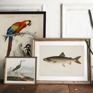 Lake Trout Fish Print, Vintage Fishing Poster Wall Art Decor, Grey Trout Gift For Dad, Man, Fisherman charr lake char COO18 image 4