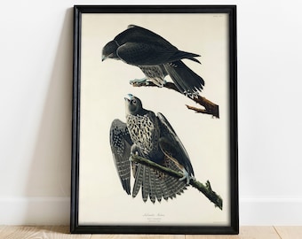 May include: A vintage illustration of two falcons, one perched on a branch and the other in flight. The illustration is in a black frame and has the text "Iceland Falcon" at the bottom.