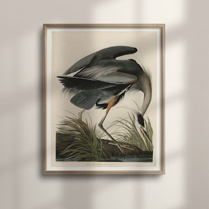 Vintage Audubon Great Blue Heron Print, Arte de la sala de estar náutica, Ilustraciones de aves, Carteles de aves Audubon, Arte clásico de aves, C16-1218