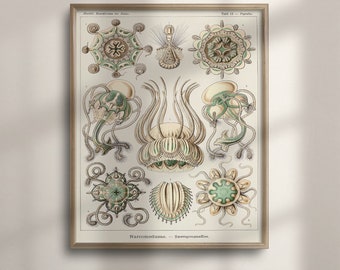 May include: Vintage illustration of various jellyfish, with detailed drawings of their anatomy and scientific names. The image is in a light brown frame with a white background and green and brown illustrations.