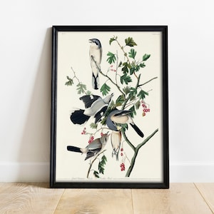 Shrike Print, Antique Bird Painting, Vintage Drawing Poster Wall Art Decor, Great Cinereous, birdwatcher gifts, bird nature print | COO423