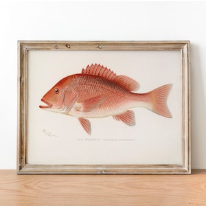 Northern Red Snapper Fish Print, Vintage Fishing Poster Wall Art Decor, Red Snapper  Fishing party decor Fisherman gifts | COO16