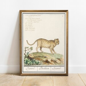 Puede incluir: Una ilustración vintage de un leopardo, con el texto "Lupaerd. Panthera. Leopard." impreso debajo de la imagen. La ilustración está en un marco marrón.