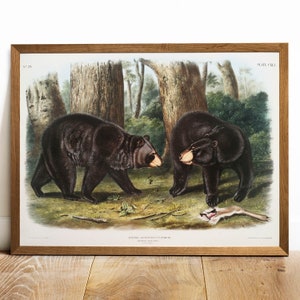 Black Bear Print, Antique Animal Painting, Vintage Drawing Poster Art, American Black Bear,  popular animal print, vetrenerian art | COO100