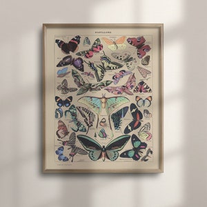 Adolphe Millot Butterfly Poster, Vintage Botanical Illustration, Office Decor, Housewarming Gift, Kitchen Decor, Butterfly Art, C16-1194