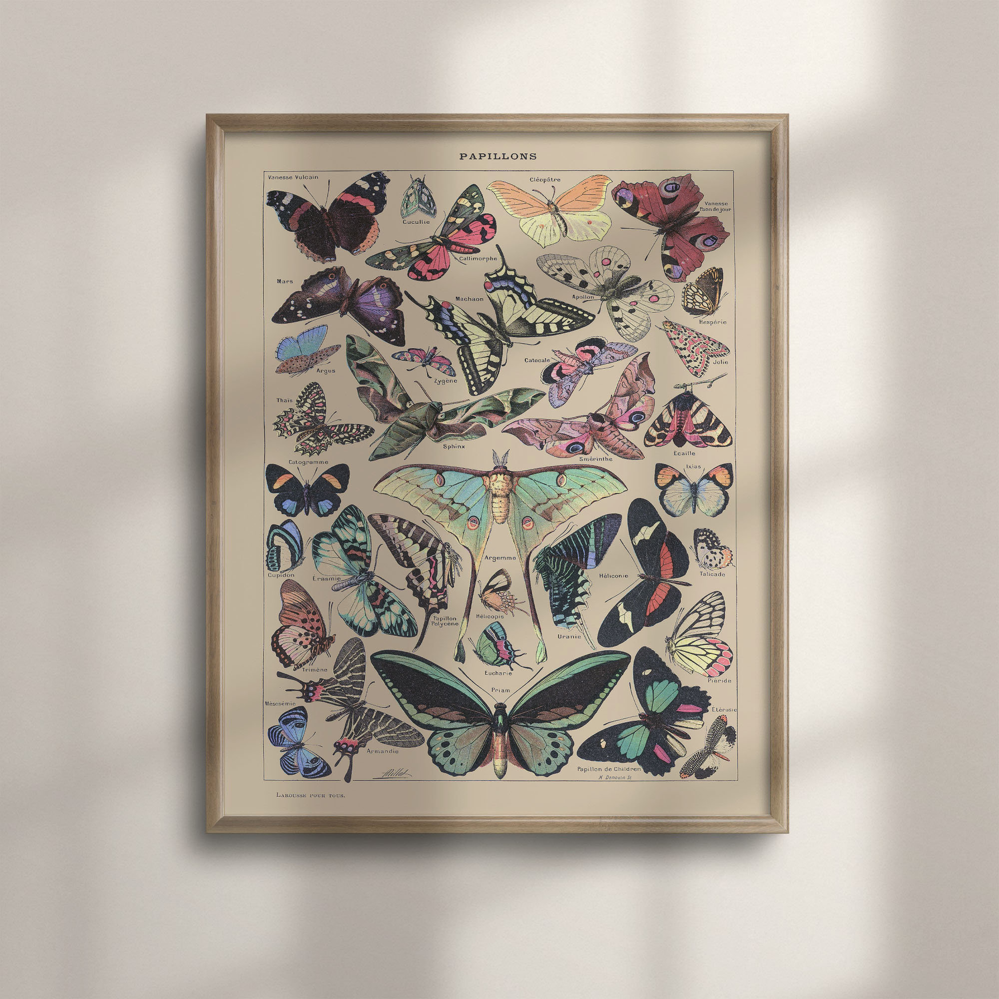Adolphe Millot Butterfly Print: Vintage Botanical Illustration - Etsy