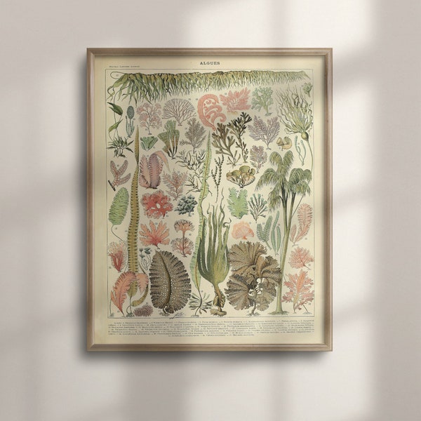 Adolphe Millot Algae Artwork, Vintage Botanical Seaweed Print, Coastal Bathroom Decor, Larousse Sea Life Wall Art, Housewarming, C16-1235