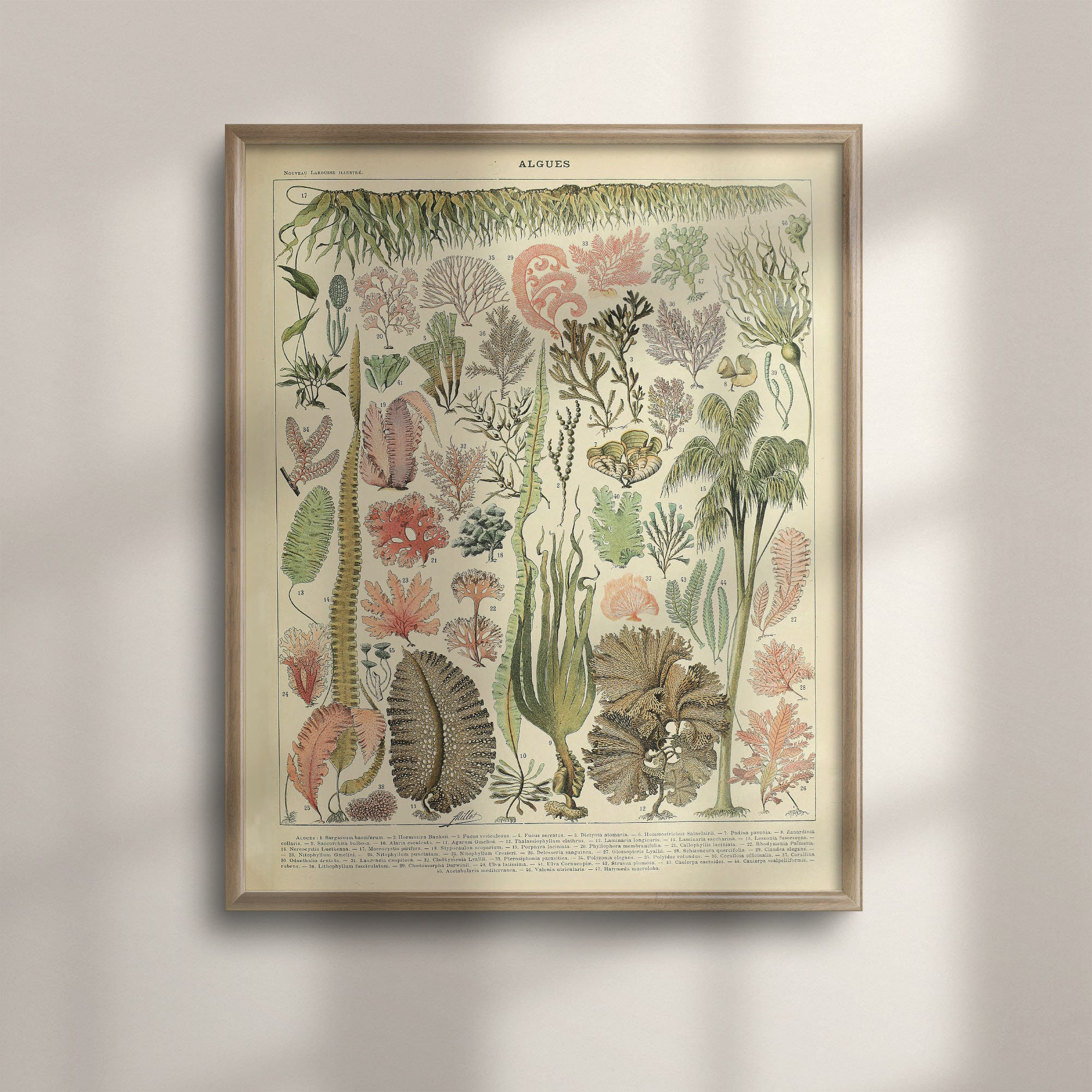 Vintage Algae Print: Adolphe Millot Botanical Seaweed Illustration