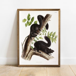 Squirrel Print, Antique Animal Painting, Vintage Illustration Poster Wall Art Decor, Black Squirrel,  antique print, wild animals | COO51