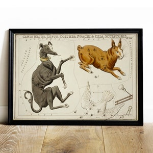 Puede incluir: Una ilustración vintage de constelaciones, que presenta Canis Major, Lepus, Columba Noachi y Cela Sculptoris. La ilustración representa las constelaciones como un galgo, una liebre, una paloma y herramientas de escultor, respectivamente. Las constelaciones están rodeadas de un campo de estrellas.