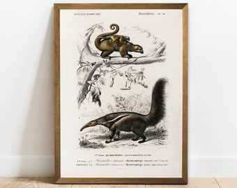 Antique Anteater Print: Vintage Animal Drawing Wall Art