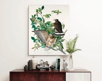 Canvastavla med Audubon Hawk: Väggdekoration med vintagefågel