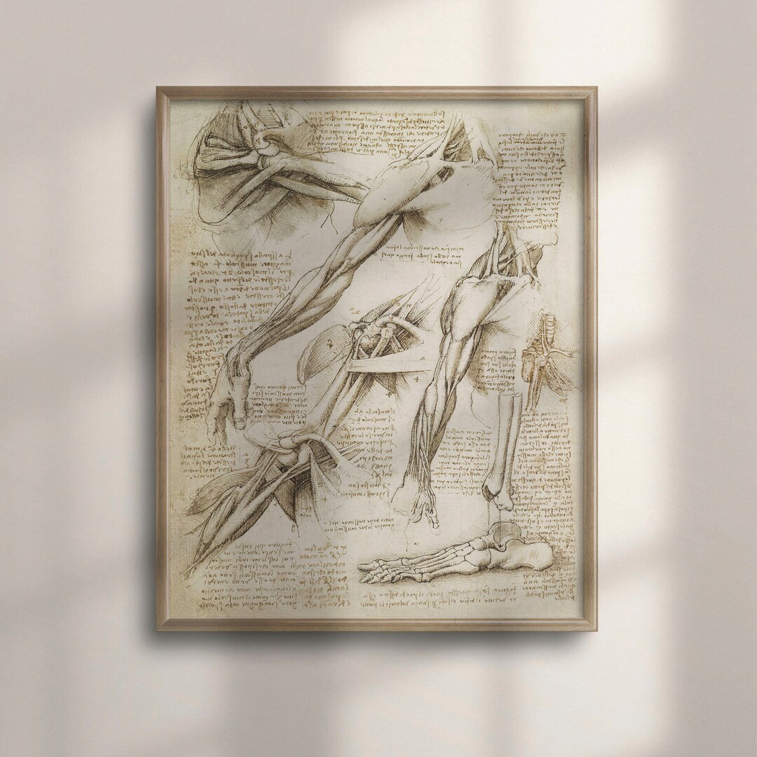 Da Vinci Anatomy Art Print: Vintage Medical Decor - Etsy