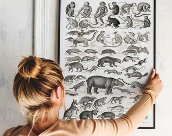 Antique Mammal Print: Vintage Zoology Poster, Woodland
