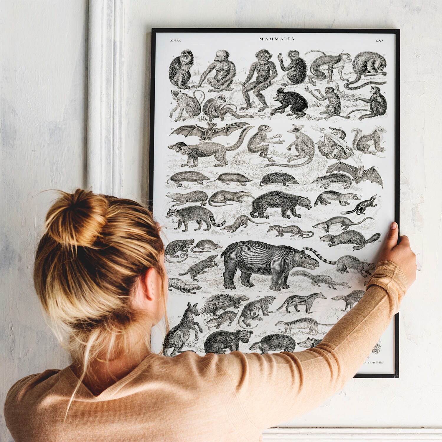 Antique Mammal Print: Vintage Zoology Poster, Woodland