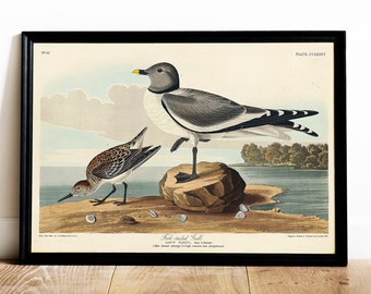 May include: A vintage illustration of a Fork-tailed Gull and a Sanderling bird, printed on paper with a white background. The birds are depicted in a natural setting, standing on a rock and a sandy beach, with a body of water in the background. The illustration is framed in black.