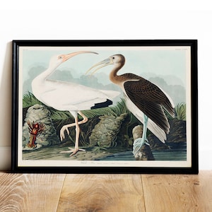 White Ibis Print, Antique Bird Painting, Vintage Drawing Poster Wall Art Decor, , exotic birds, birds art | COO582