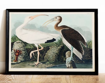 White Ibis Print: John James Audubon, Vintage Bird Art