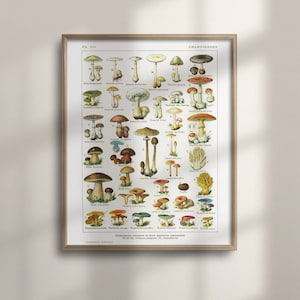 Arte de hongos botánicos vintage, impresiones de Larousse de 1912, decoración de cocina, cartel colorido, arte de pared botánico, Adolphe Millot, regalo, C16-879