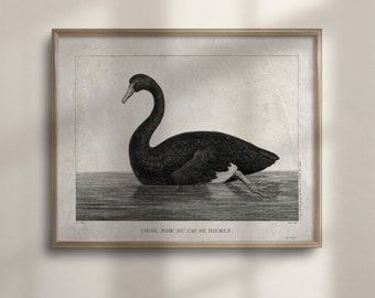 Black Swan Vintage Art Print: Antique Bird Wall Decor