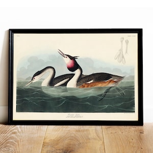Audubon Crested Grebe Print: Vintage Bird Drawing, Antique Wall Art