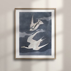 James Audubon Lesser Tern Art, decoración de la pared costera, arte de la pared de la casa de playa, impresión de aves náuticas, cartel vintage, pájaros americanos, C16-1311