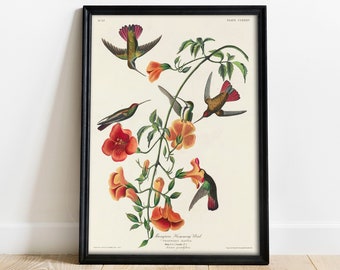 Hummingbird Print: Vintage Audubon Bird Drawing Poster