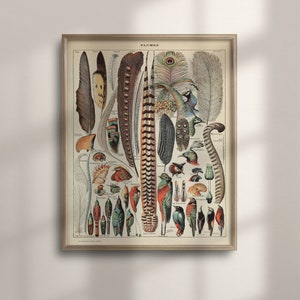 Impresión de arte de plumas vintage de Adolphe Millot, cartel botánico de 1909, cumpleaños de ciencia única, regalo de inauguración de la casa, decoración de pared de jardín, C16-920