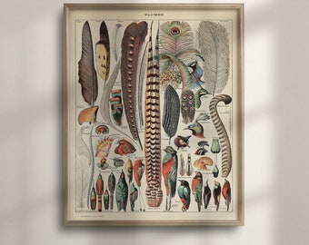 May include: A vintage illustration of various bird feathers and plumage, labeled with their names in French. The illustration features a variety of colors, including red, blue, green, and brown. The title of the illustration is "PLUMES".