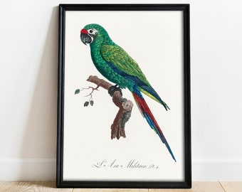 Parrot Print, Antique Space Painting, Vintage Drawing Poster Wall Art, Military Macaw, Parrot lover gift, Vintage parrot print | COO773