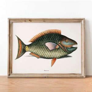 Parrot Fish Antique Illustration Print: Vintage Fishing Wall Art