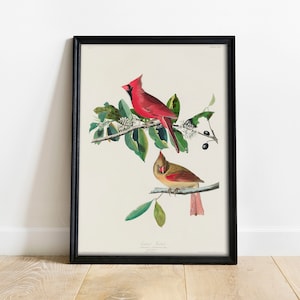 Cardinal Grosbeak Print, Antique Bird Painting, Vintage Drawing Poster Wall Art Decor, , birds paintings, print bird | COO350