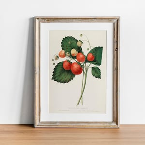 Aardbei Print, Vintage Botanische Poster Wall Art Decor, Pine Aardbei, keukenkunst, aquarel fruit, fruit prints | CO632