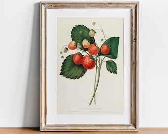 Vintage Strawberry Botanical Print: Kitchen Wall Art Decor