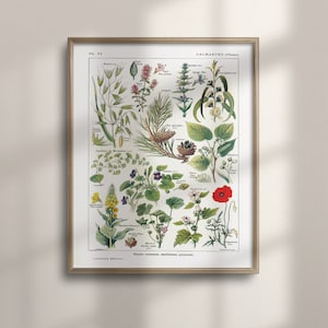 Vintage Botanische Wandkunst, 1912 Larousse Drucke, pädagogisches Küchendekor, Buntes Garten Poster, Einzigartige Einweihungsparty, C16-899