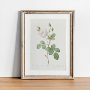 Impresión de rosa blanca, pintura botánica antigua, decoración de arte de pared de cartel de dibujo vintage, obra de arte de cocina, cartel de arte de comida / CO663